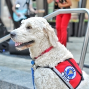 service-dog-at-local-outdoor-summer-concert-serve-2023-11-27-04-50-30-utc